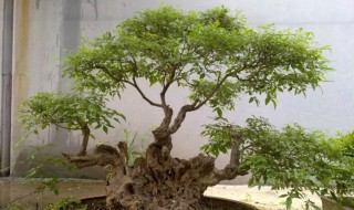 黄荆树桩盆景怎样栽种（黄荆树桩盆景怎样栽种七）