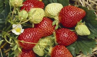 草莓如何种植结的果又大又多（草莓如何种植结的果又大又多又好吃）