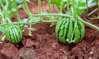 西瓜怎么种植的方法（西瓜怎么种植方法简单）