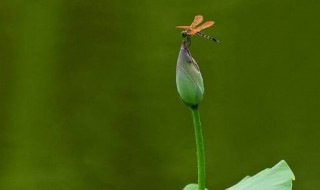 小荷才露尖尖角是哪个节气（小荷才露尖尖角描写的是什么节气）