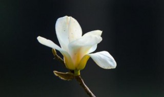 玉兰花泡水玉兰花泡水怎么泡 玉兰花泡水有什么作用