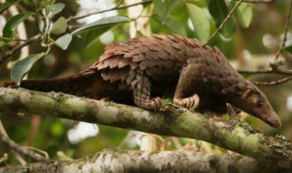 现在野生动物哪些不能吃（所有的野生动物都不能吃吗）