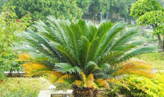 铁树叶子发黄如何补救