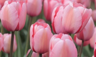 朋友生日送什么鲜花 朋友的生日送什么花