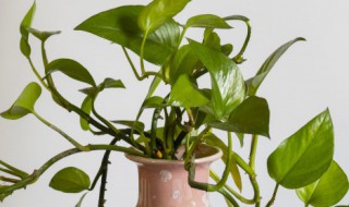 绿萝的样子和特点 绿萝的样子,颜色,气味,作用