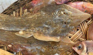 哪些鱼类不属于海鲜 鱼属于海鲜一类吗