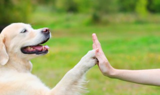 宠物能快递么（宠物快递可以吗）