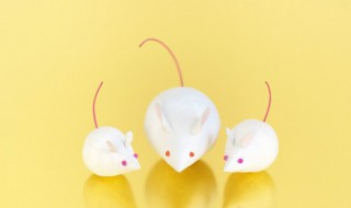 老鼠怕什么气味和东西（灭老鼠最有效的13个方法推荐）