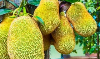 菠萝蜜什么季节上市 菠萝蜜什么时候下市