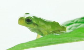 青蛙的特点