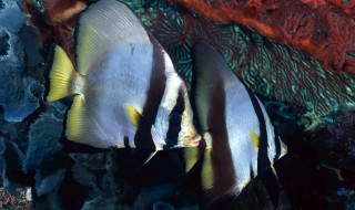 海底世界有什么鱼（海鱼的品种大全及名字）