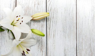 百合花粉怎么洗掉妙招 百合花粉怎么洗掉妙招图片