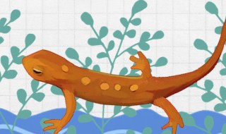 养蝾螈的好处（养蝾螈要注意什么）