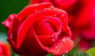 玫瑰花特点（玫瑰花特点有什么）