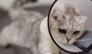 伊丽莎白圈的名字由来 伊丽莎白圈圈