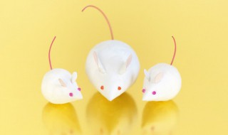 老鼠可以活几年 家里有老鼠如何灭鼠