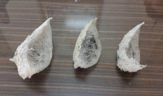 燕窝的形成（真正燕窝是怎么形成的）