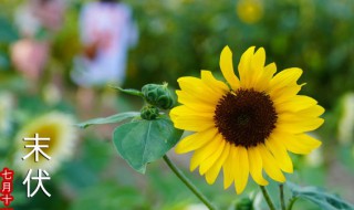 第一次送女朋友花送什么花好（第一次送女朋友花送什么花好呢）