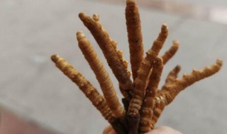 一根冬虫夏草多少克 一根冬虫夏草多少克一克