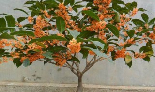 桂花怎么养才长得粗（桂花如何长粗）