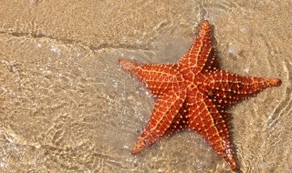 活海星怎么养 活海星如何处理