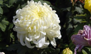 大菊花怎么养殖 大菊花怎么养殖方法