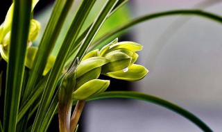 观音素兰花怎么养 观音素兰花怎么养好看