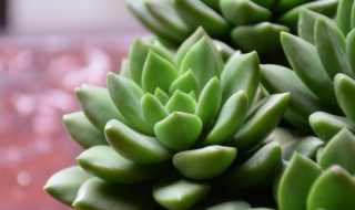 多肉植物怎么养植 多肉植物怎么养才能养好