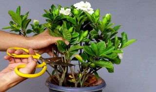 栀子花秋季怎么养（栀子花秋季怎么养?）