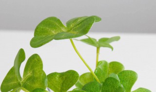 三叶草植物怎么养 三叶草植物怎么养殖