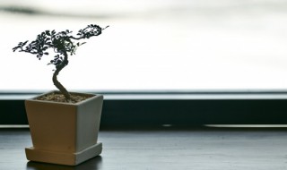 金丝楠木盆景怎么养 金丝楠木盆景养护