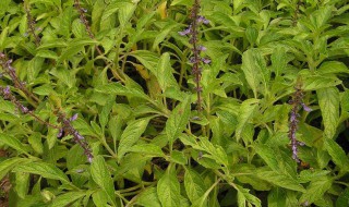 毛萼鞘蕊花怎么养 毛萼鞘蕊花有毒吗