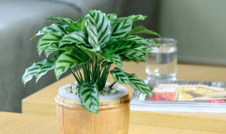 孔雀开屏花怎么养（孔雀开屏花的养殖方法）