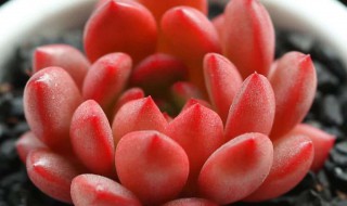 红美人多肉怎么养（红美人植物怎么养）