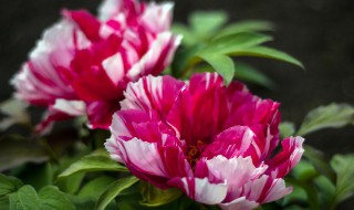 美人菊怎么养殖（美人菊怎么养殖视频）