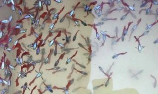 刚下的孔雀鱼怎么养 刚下的孔雀鱼怎么养才能活