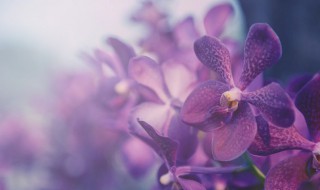 春兰怎么养能开花（春兰怎么样养）