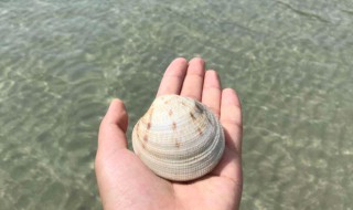 海里的贝壳怎么养 海边的贝壳怎么养