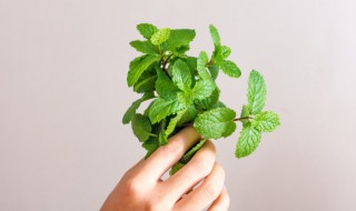 薄荷水怎么做 苏式绿豆汤的薄荷水怎么做