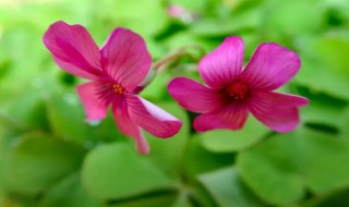 酢浆草和红花酢浆草区别 这种草药是红花酢浆草