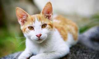 关于猫咪的文艺唯美句子（关于猫咪的文艺唯美句子图片）