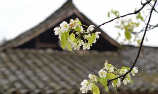 清明节属于什么季节 清明节属于什么季节的节日