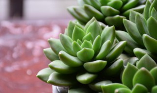 多肉植物要怎么养好（多肉植物要怎么养好呢）
