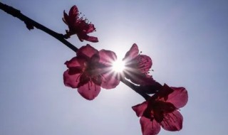 梅花的特点是什么象征意义 梅花具有什么特点可以用来象征什么
