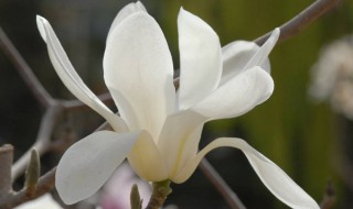 广玉兰花的特点有哪些形态特征 广玉兰主要特征