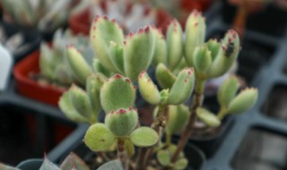 熊掌多肉植物怎么养 熊掌多肉怎么养肥