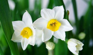 水仙花特点是什么有哪些外形特征（水仙花的特点和外形）