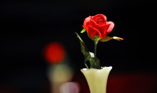 一支玫瑰花怎么养 一支玫瑰花怎么养才不会枯萎