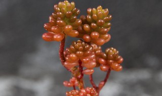 多肉植物浆果怎么养（多肉植物浆果怎么养殖）