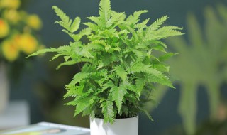 盆栽蕨类植物怎么养 蕨盆栽好养吗